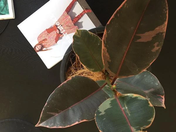 Ficus Elastica Ruby - Image 4