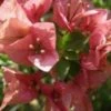 Bougainvillea Pink Clusters - 85mm