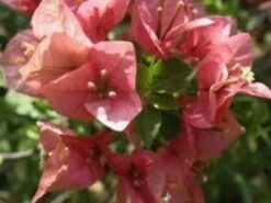 Bougainvillea Pink Clusters