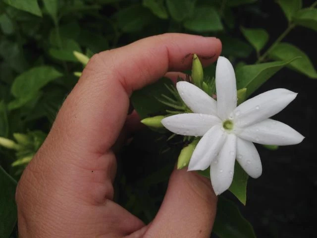Jasminum Sambac "Arabian Jasmine" - Image 2