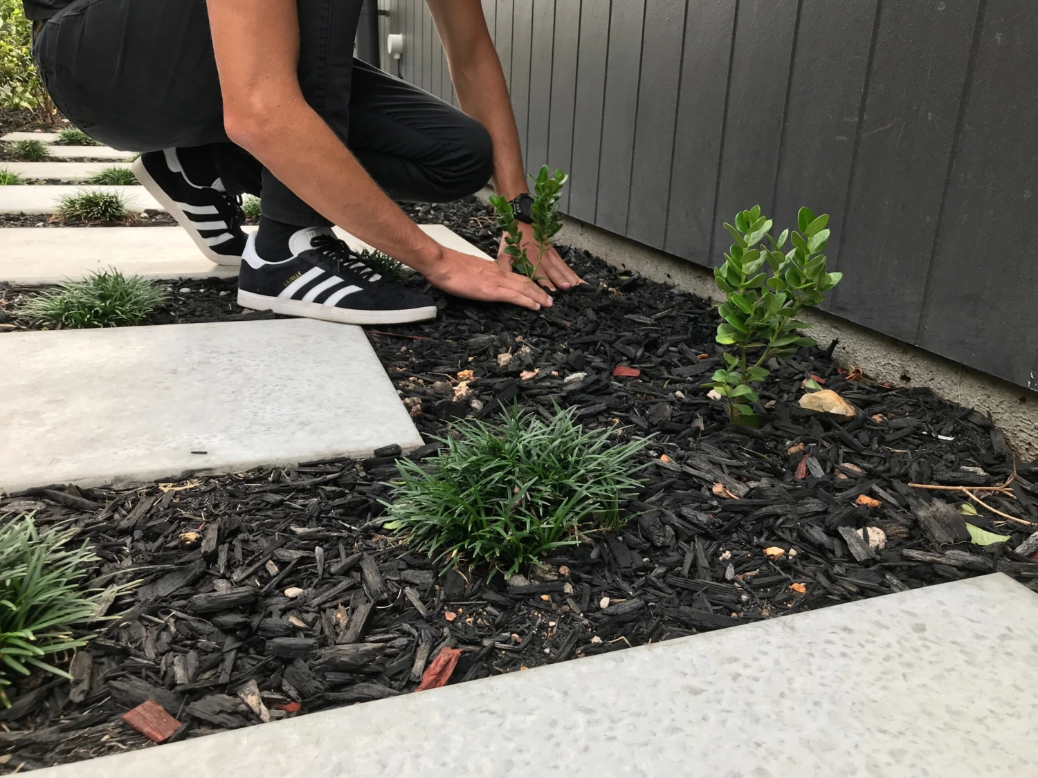 Carissa Grandiflora 'Desert Star' Plants - Image 4