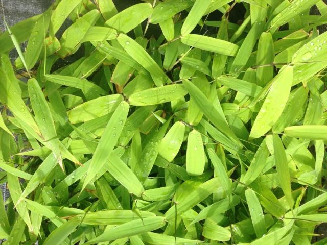 Thysanolaena Maxima Tiger Grass - Image 4