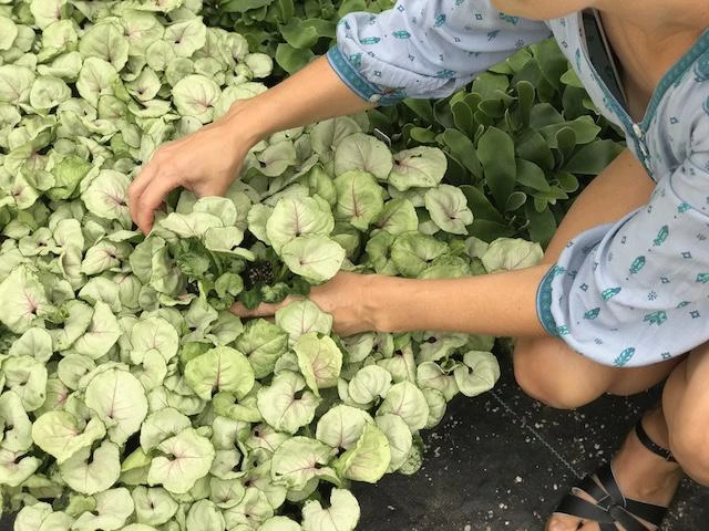 Syngonium Roxana - Pink Vein - Image 6