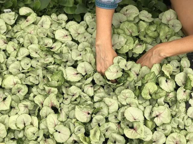 Syngonium Roxana - Pink Vein - Image 5