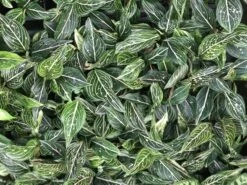 Aglaonema - White Siti Nurhaliza