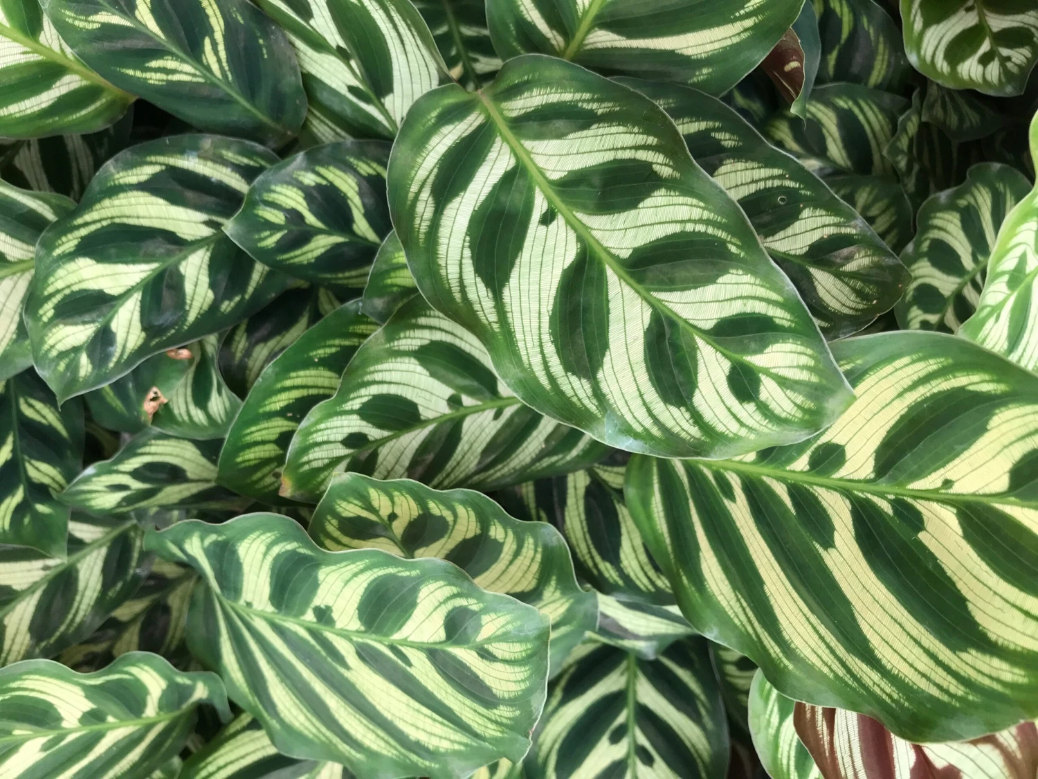 Calathea Makoyana - Image 3