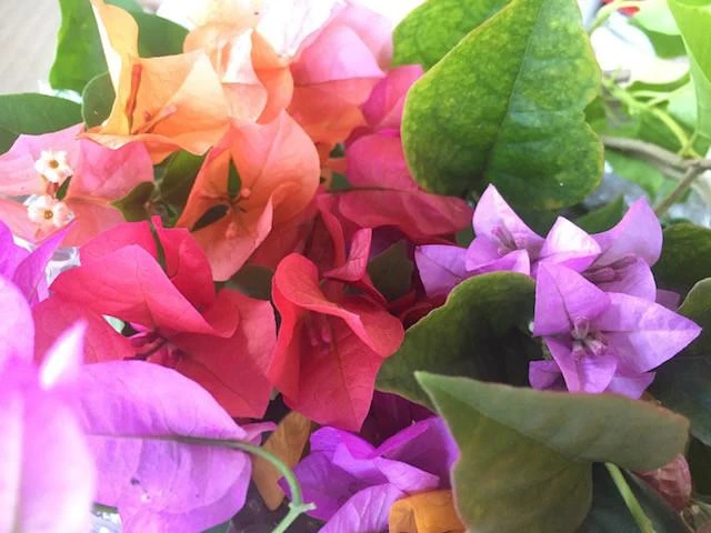 Assorted Box Of Bougainvillea Plants - Large - Image 3