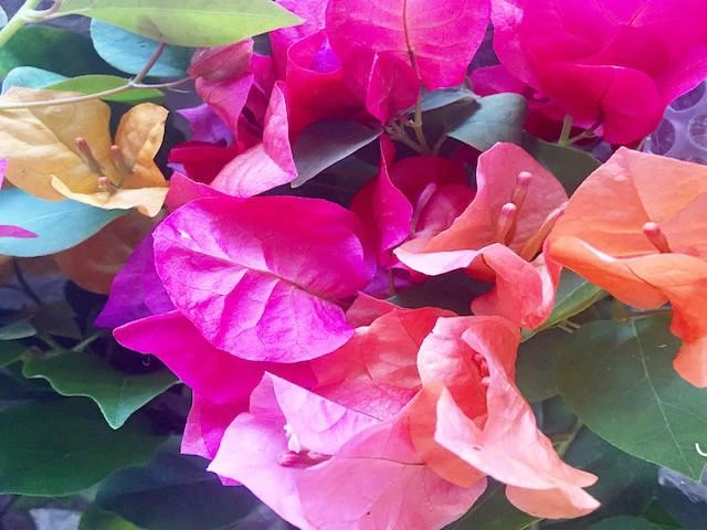 Assorted Box Of Bougainvillea Plants - Large - Image 6