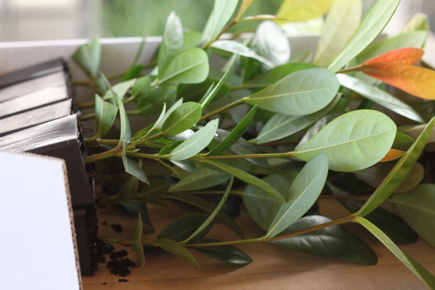 Ixora Pink Malay - Image 4