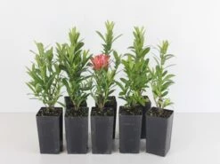 Ixora Sunkist Orange