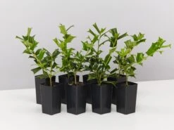 Ilex Aquifolium - English Holly