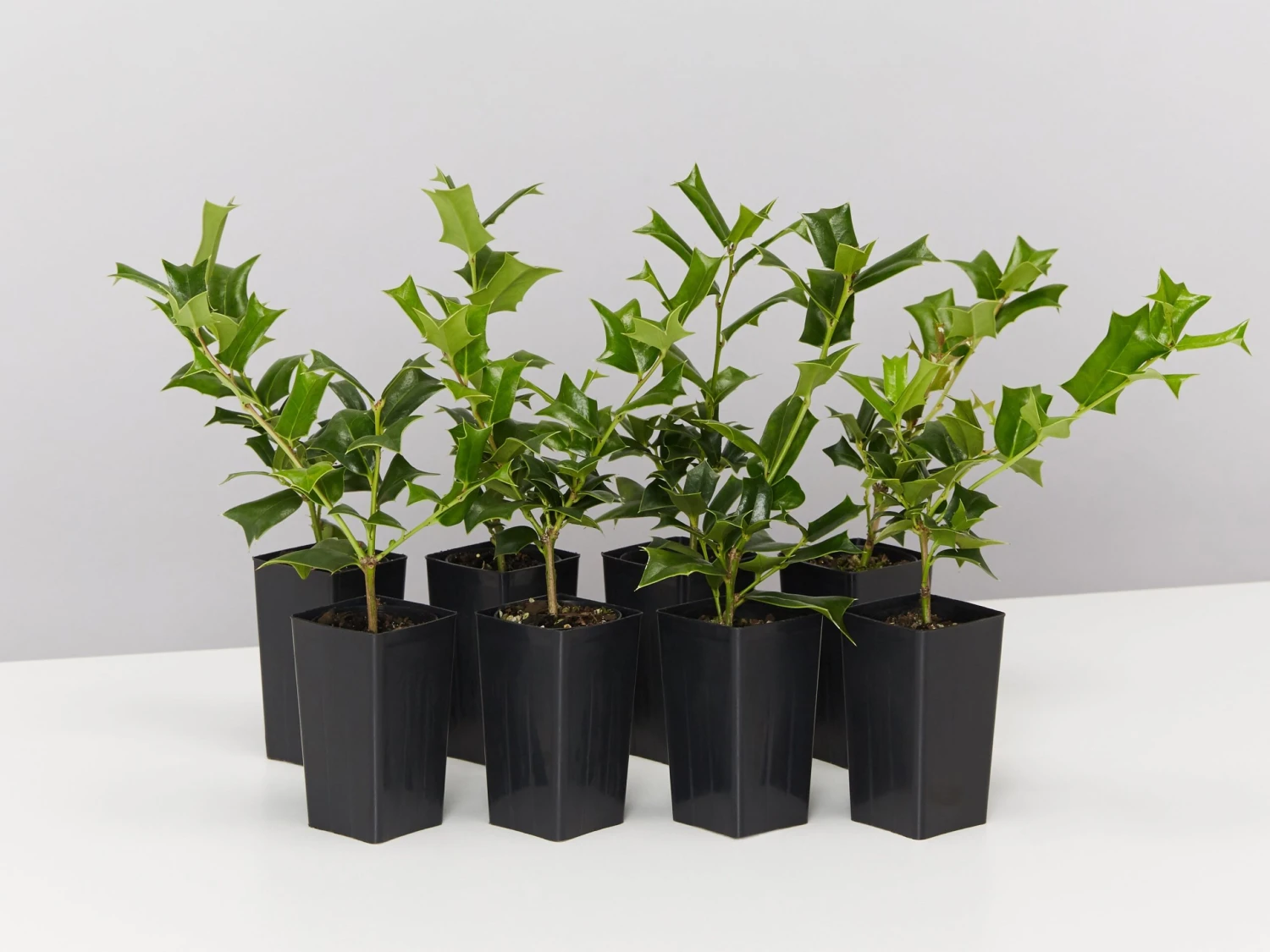 Ilex Aquifolium - English Holly