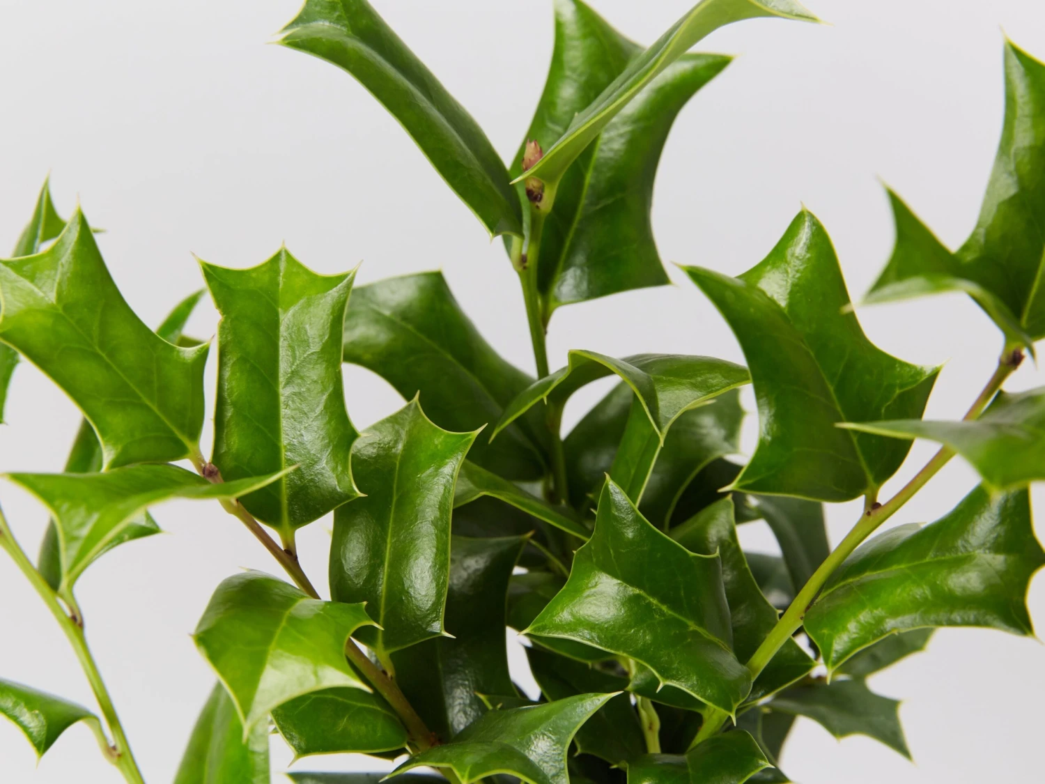Ilex Aquifolium - English Holly - Image 2