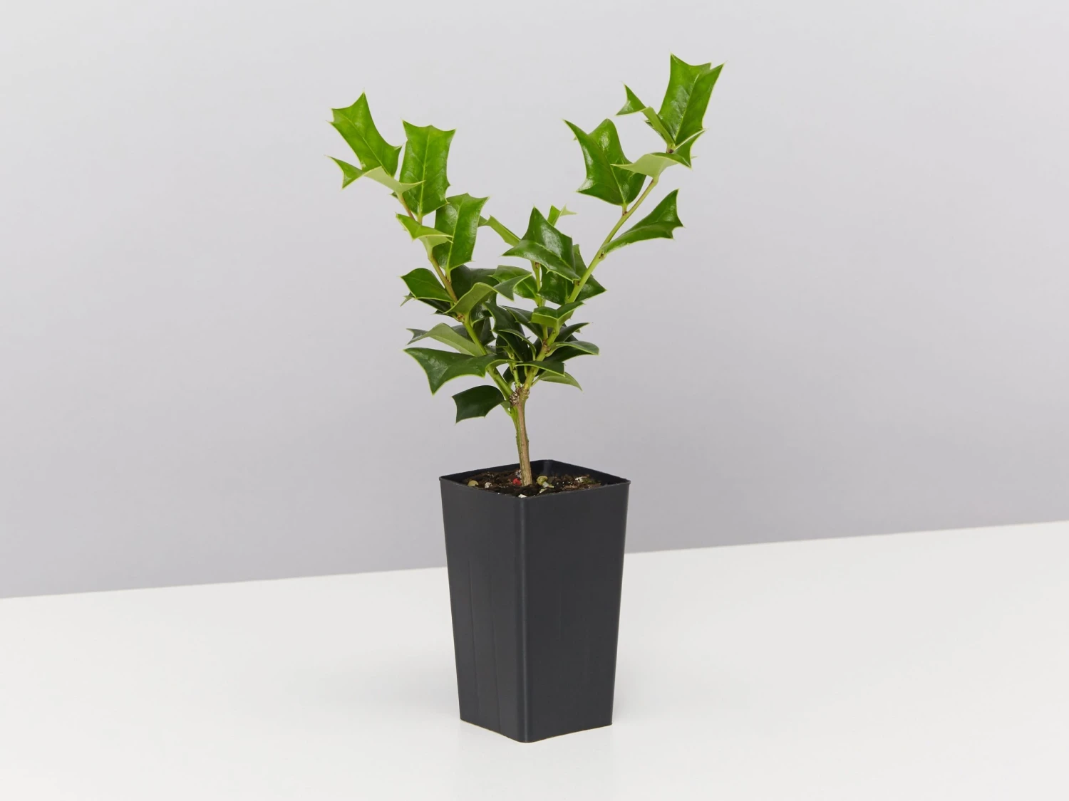 Ilex Aquifolium - English Holly - Image 3
