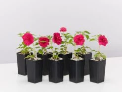 Impatiens Walleriana Fiesta Bonita Burgundy Double