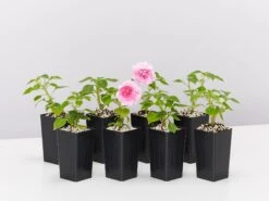 Impatiens Walleriana Fiesta Bonita Pink Double