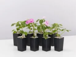 Impatiens Walleriana Fiesta Stardust Lavender