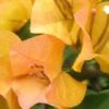 Bougainvillea Inca Gold - 85mm