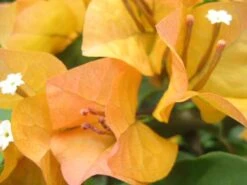 Bougainvillea Inca Gold - 85mm