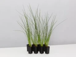 Isolepis (Ficinia) Nodosa