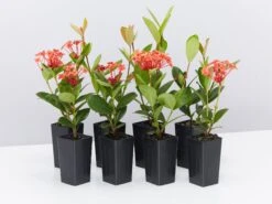 Ixora Coccinea Coral Fire