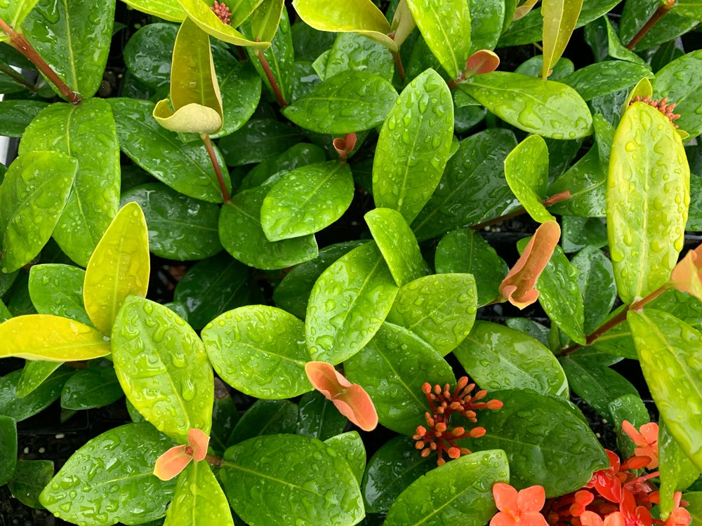 Ixora Coccinea Coral Fire - Image 4