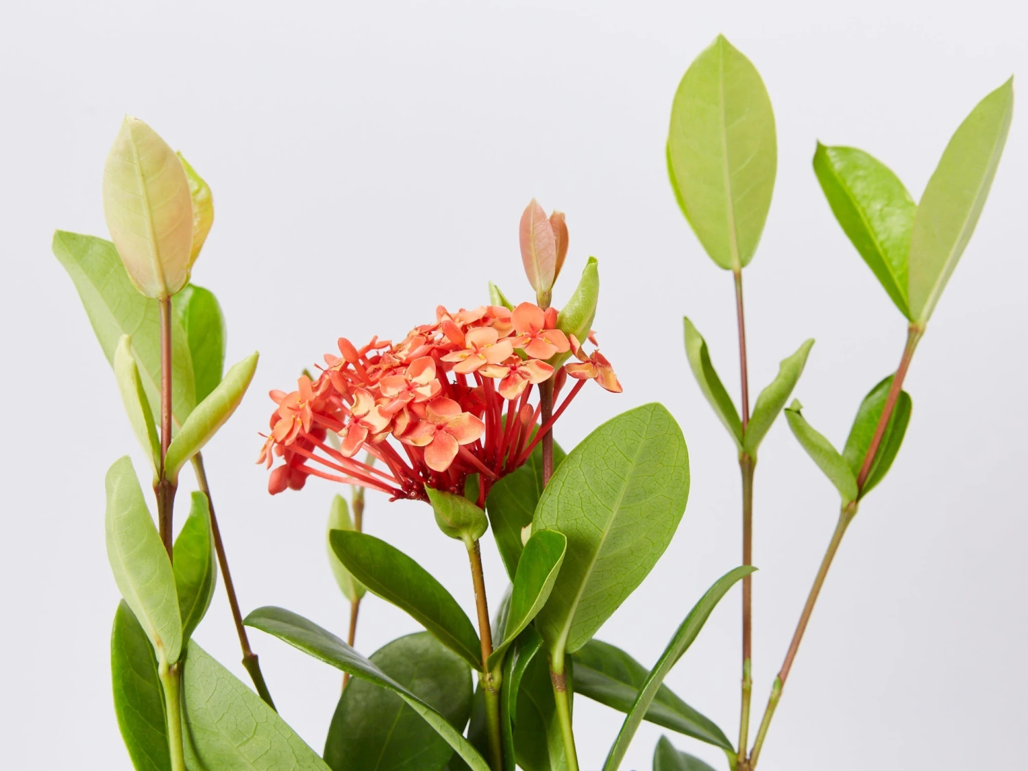 Ixora Coccinea Coral Fire - Image 2