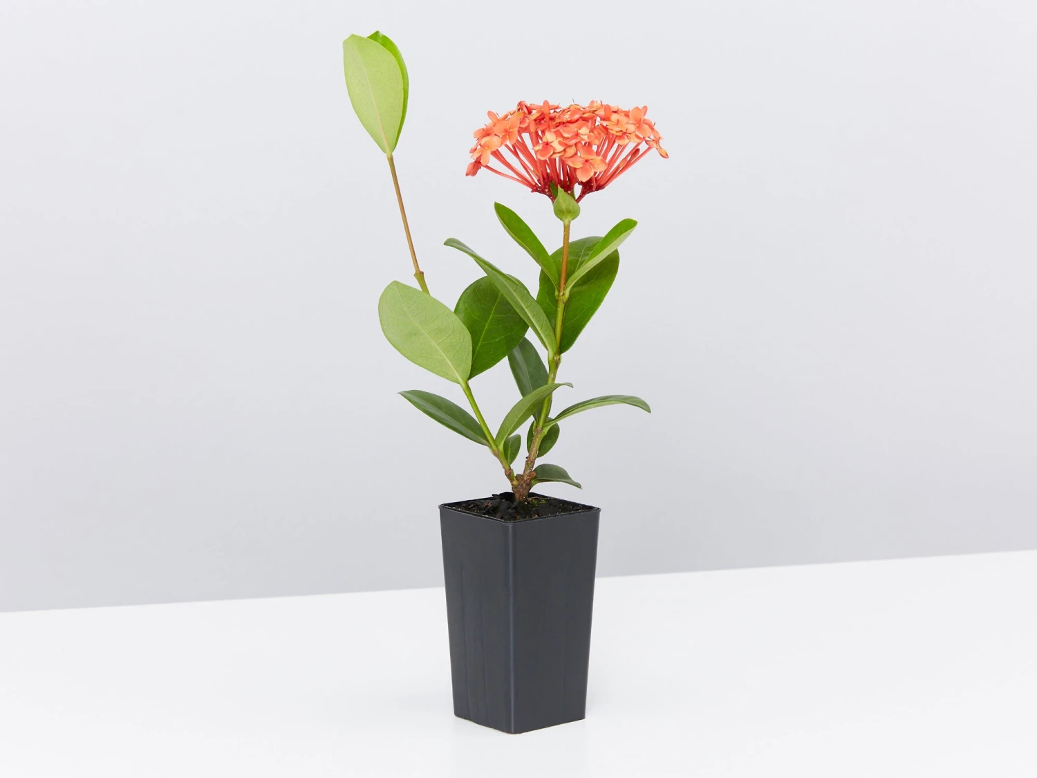 Ixora Coccinea Coral Fire - Image 3