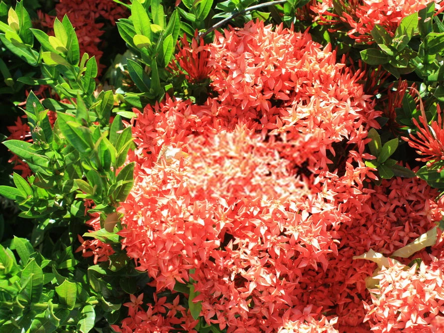 Ixora Coccinea Coral Fire - Image 6