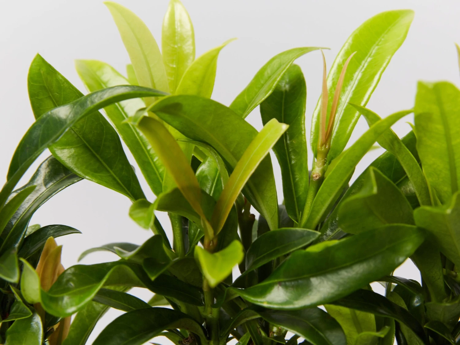 Ixora Dwarf Orange - Image 3