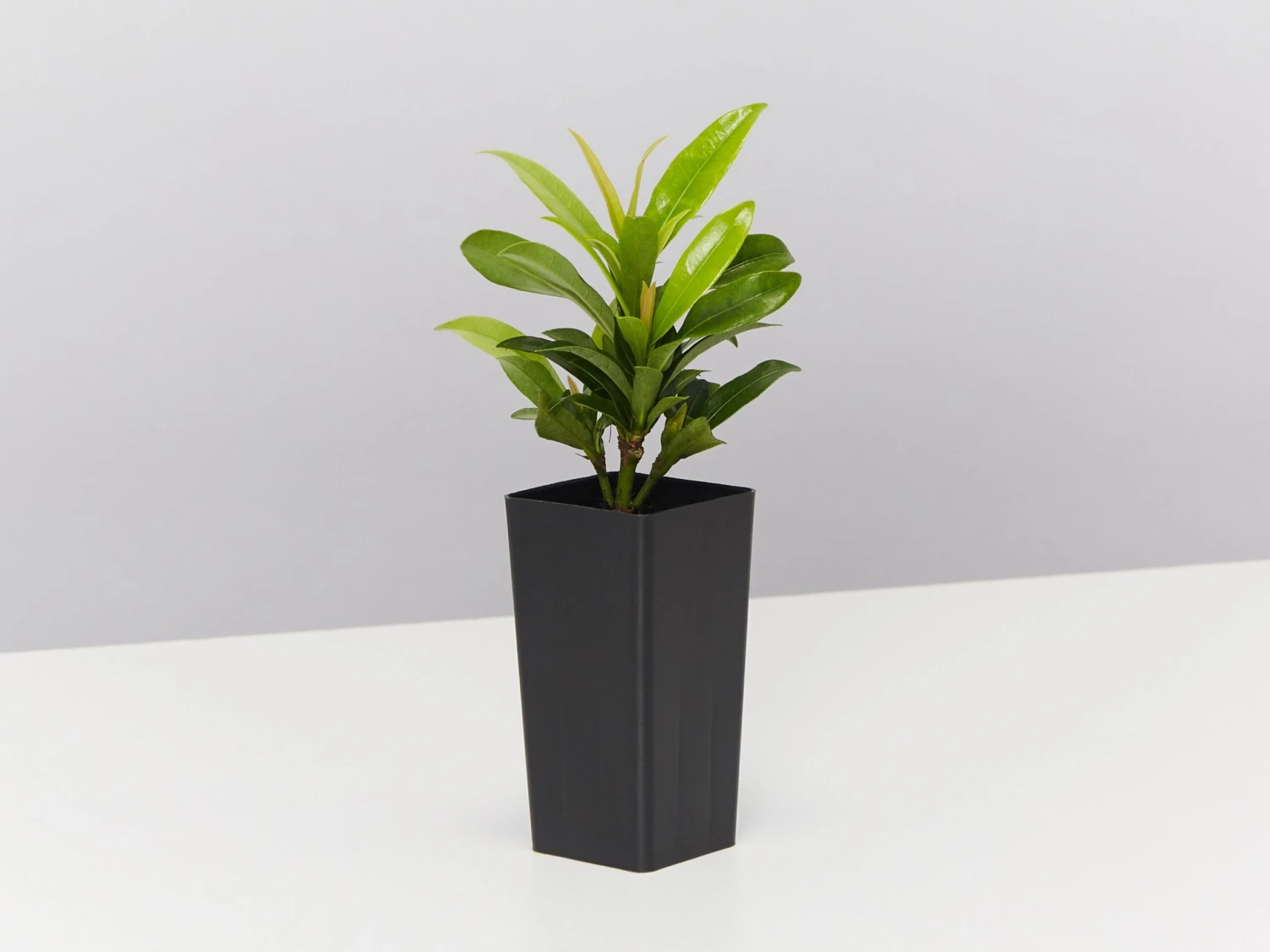 Ixora Dwarf Orange - Image 4