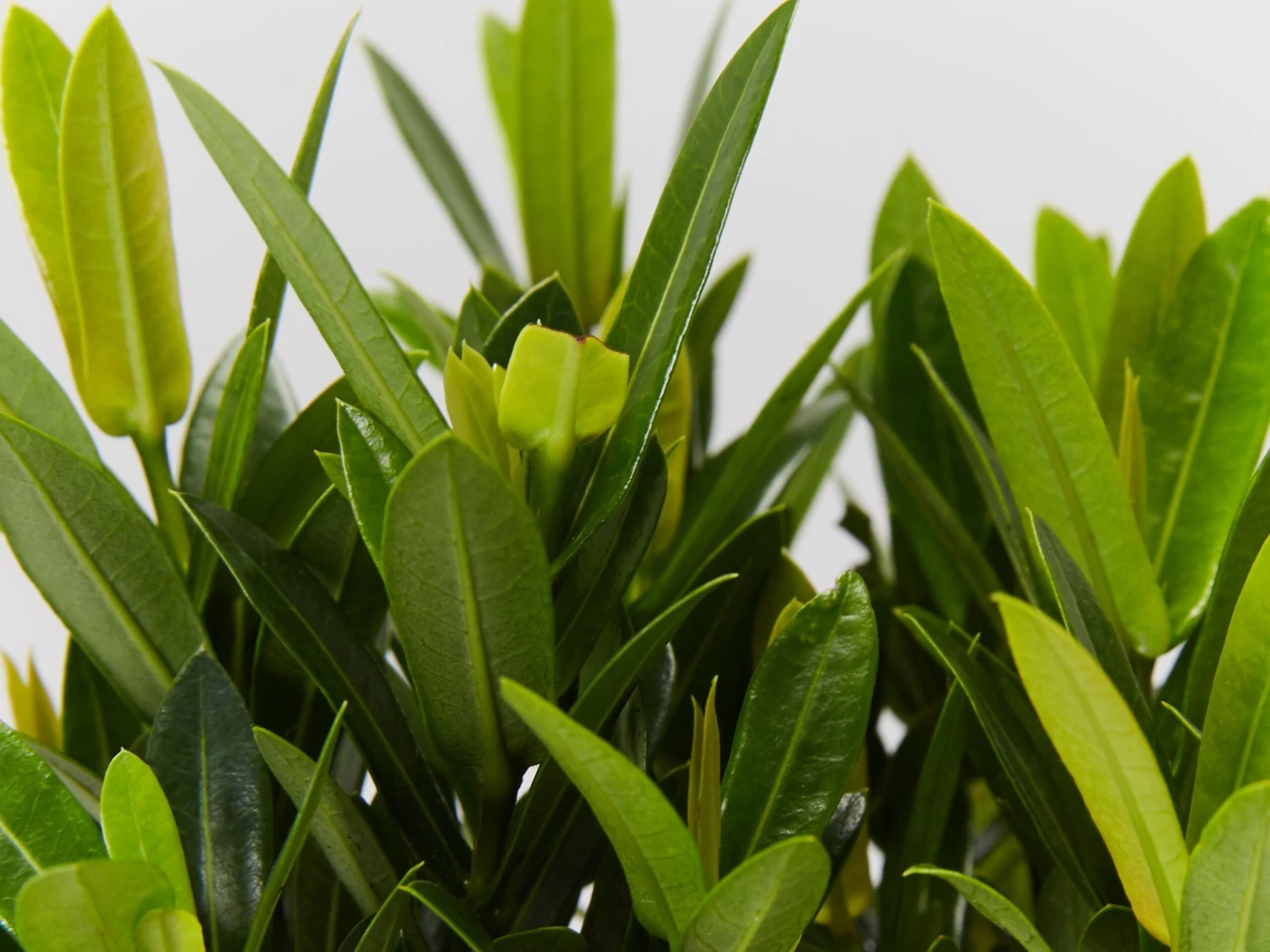 Ixora Dwarf Red - Image 3