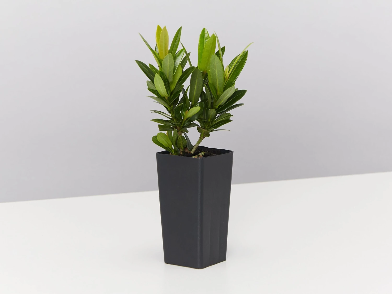 Ixora Dwarf Red - Image 4