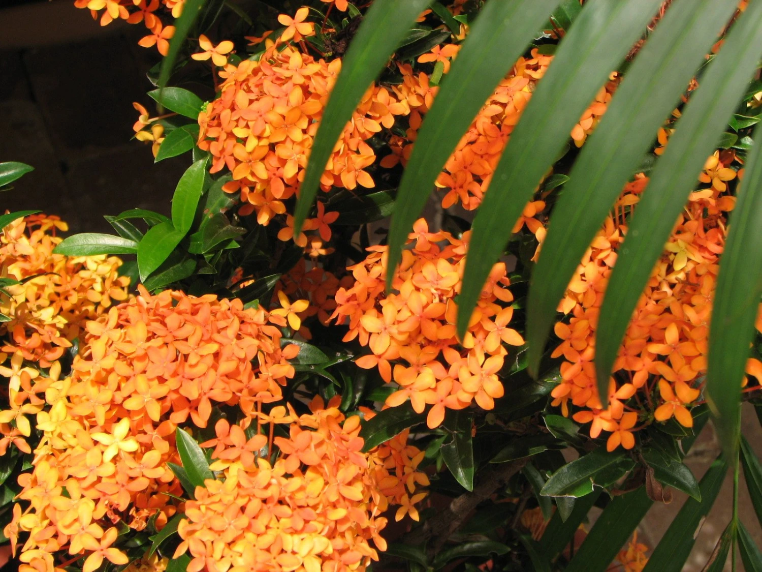 Ixora Dwarf Orange - Image 2