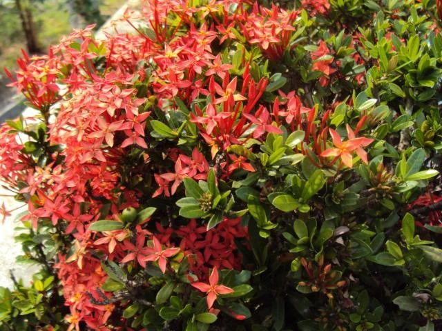 Ixora Dwarf Red - Image 2