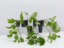 Green Jade Pothos Plant Box