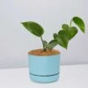 Green Jade Pothos - Pot + Plant + Soil