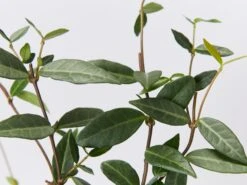 Japanese Star Jasmine