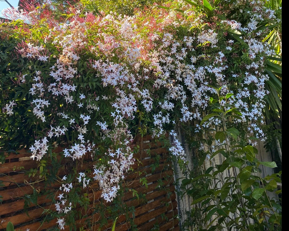Jasmine Polyanthum Pink Jasmine Climber Pack - Image 8