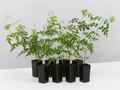 Jasmine Polyanthum Pink Jasmine Climber Pack