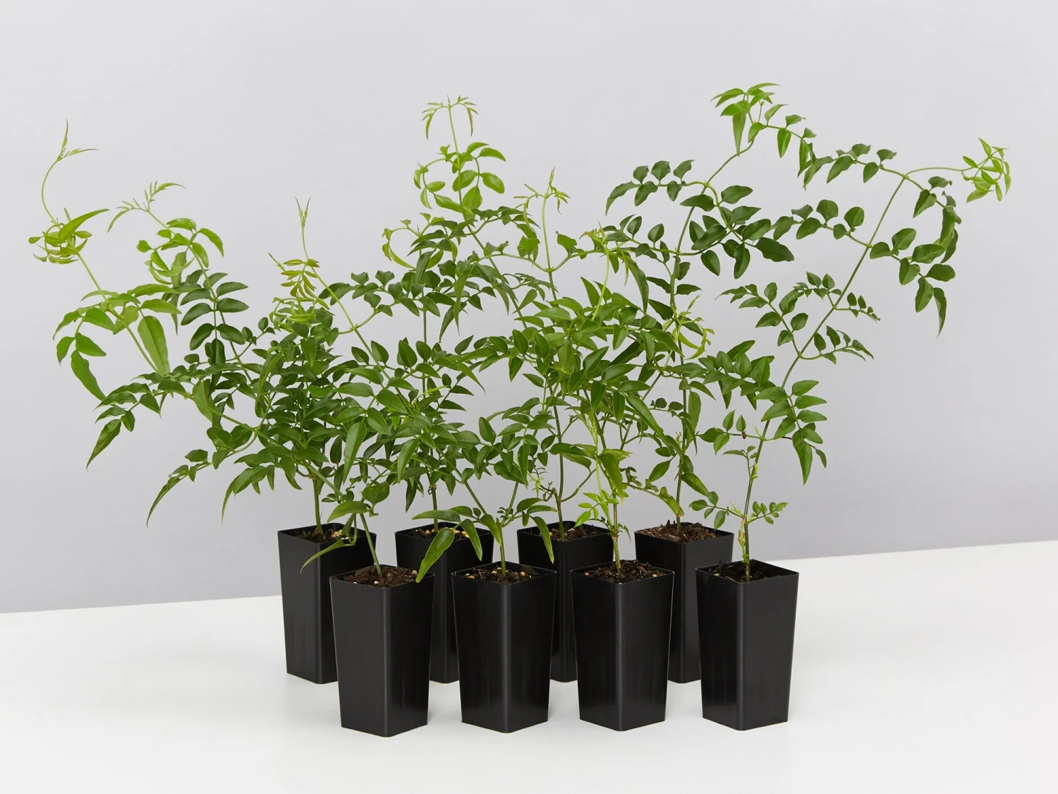 Jasmine Polyanthum Pink Jasmine Climber Pack