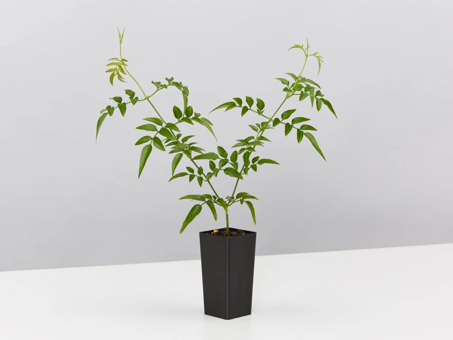 Jasmine Polyanthum Pink Jasmine Climber Pack - Image 5