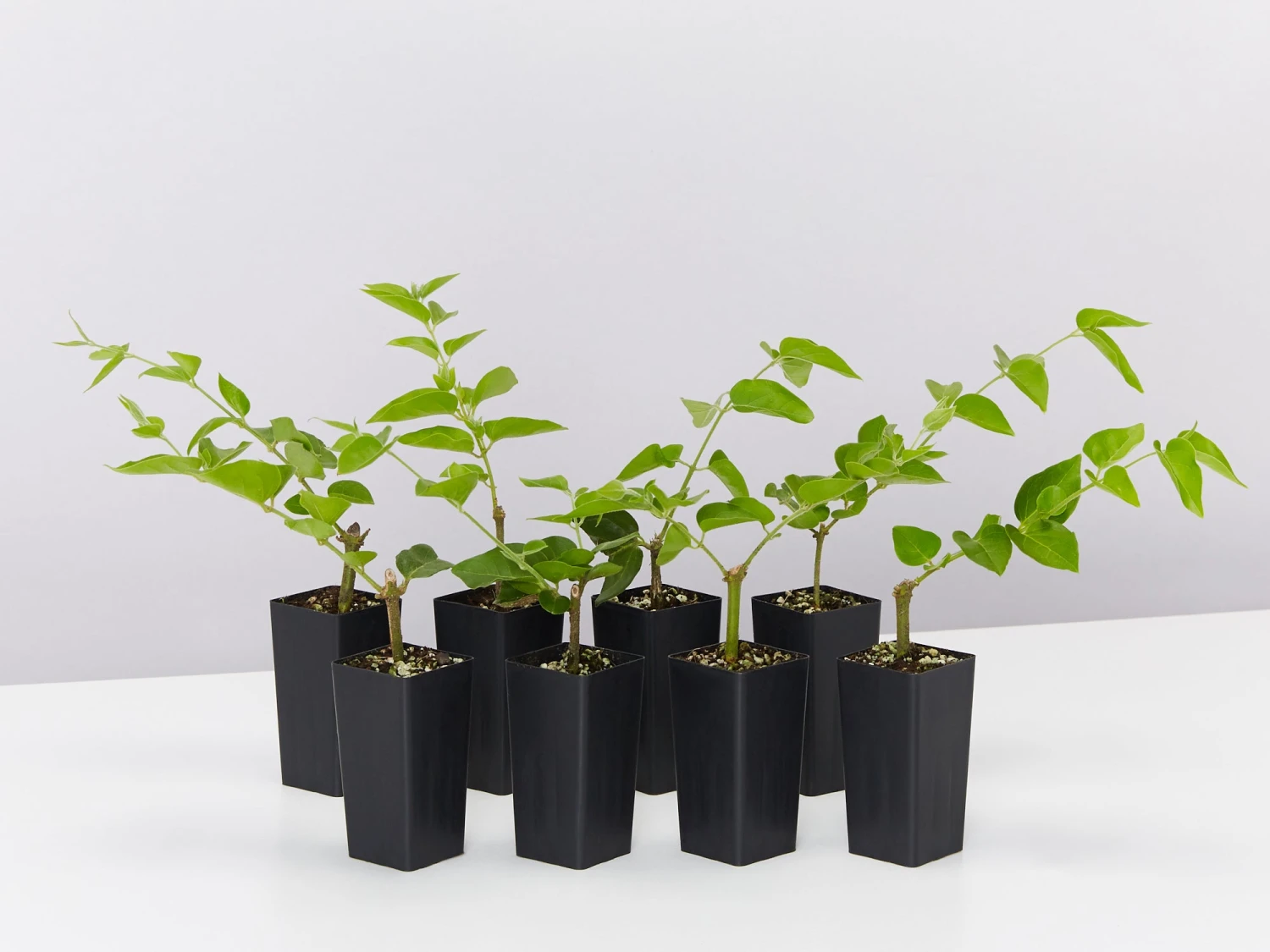 Jasminum Sambac "Arabian Jasmine"