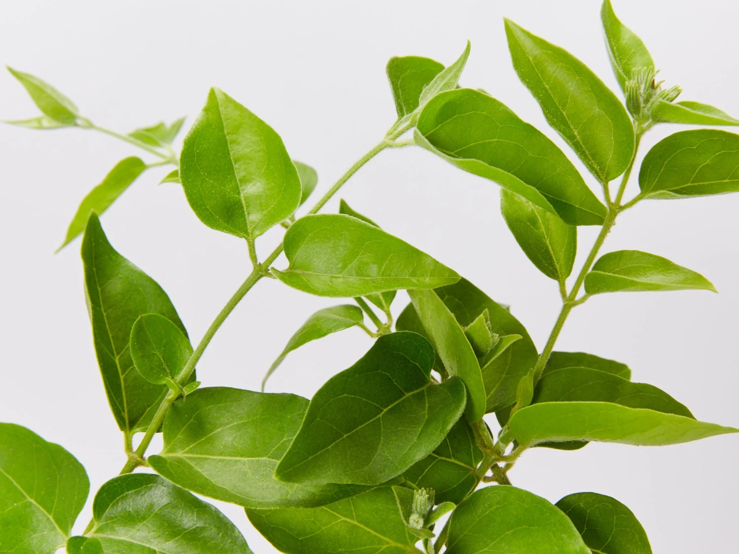 Jasminum Sambac "Arabian Jasmine" - Image 3