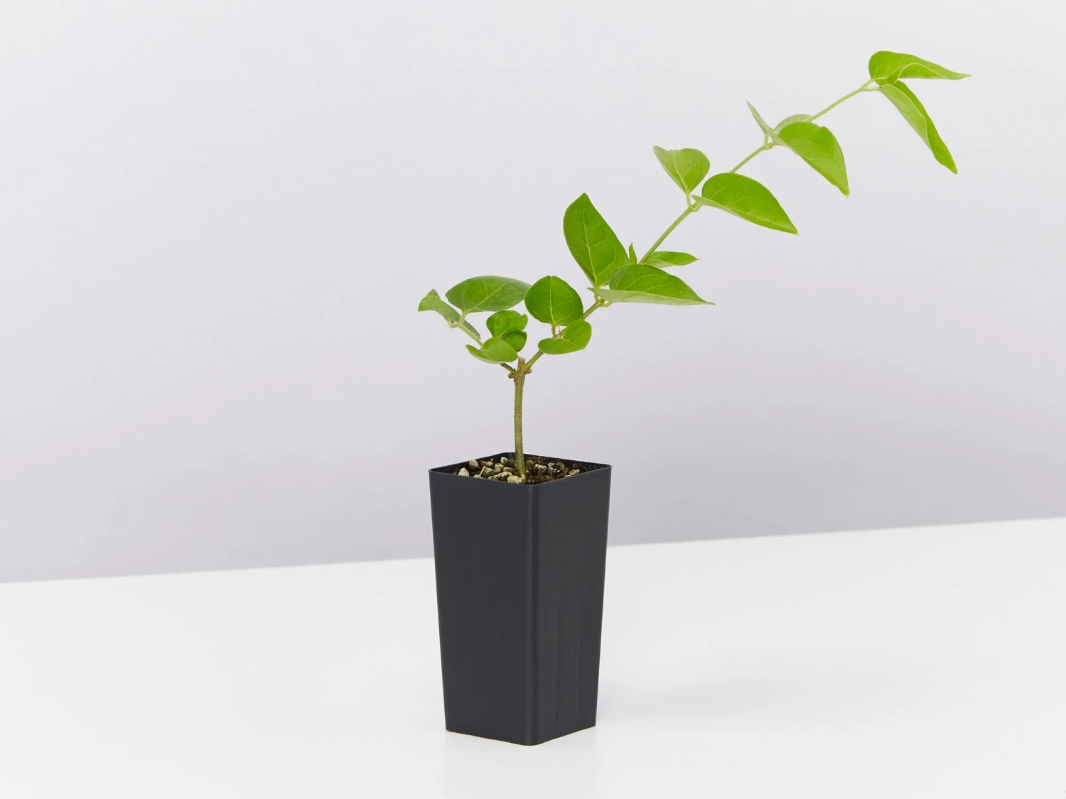 Jasminum Sambac "Arabian Jasmine" - Image 5