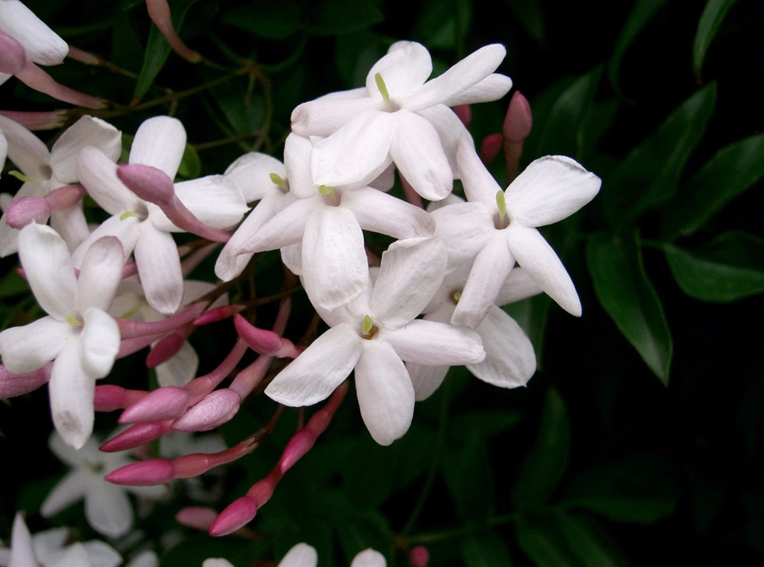 Jasmine Polyanthum Pink Jasmine Climber Pack - Image 2