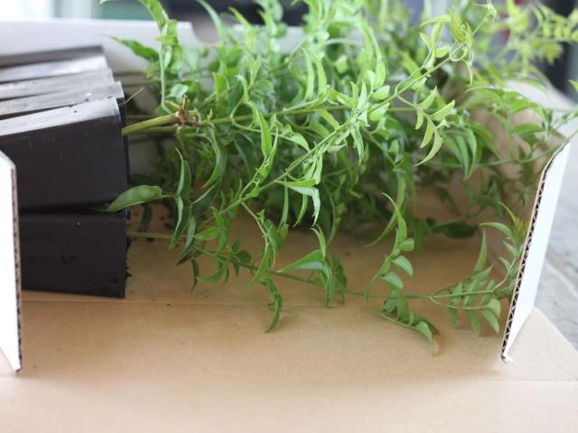 Jasmine Polyanthum Pink Jasmine Climber Pack - Image 6