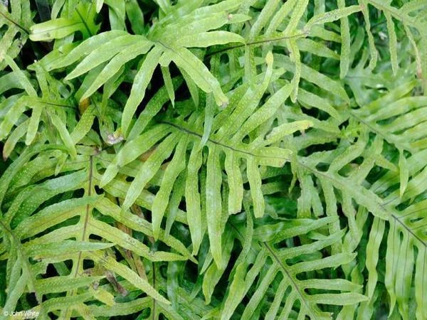 Microsorum Diversifolium - Kangaroo Fern - 85mm - Image 5
