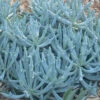 Senecio Trident Blue Succulent Pack