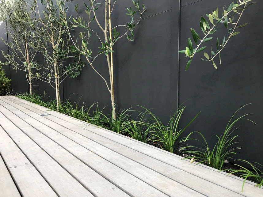 Liriope Evergreen Giant Plant (Grass-Like) Packs